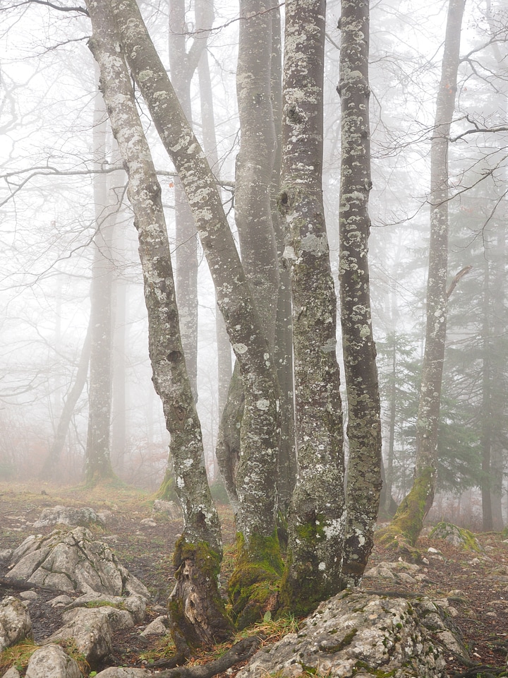 Book foggy haunting