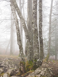 Book foggy haunting