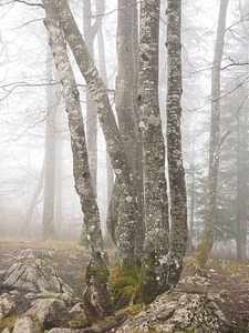 Book foggy haunting photo