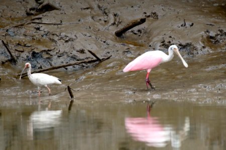 White Ibis, Eudocimus albus & Roseate Spoonbill, Plataleja ajaja - 260A3448