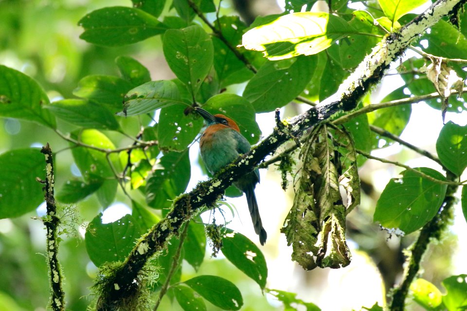 Broad-billed Motmot