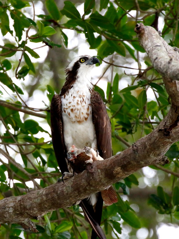 Osprey, Pandion haliaetus - 260A3352