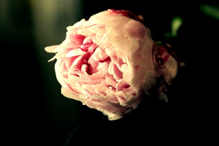 Peony Blush