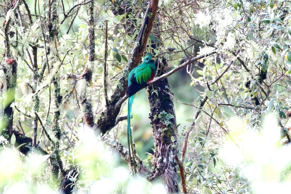 Resplendent Quetzal (f) photo