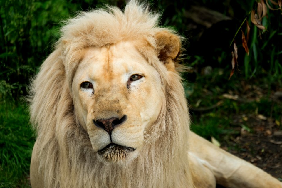 White Lion Kept in Captivity at Zoo photo