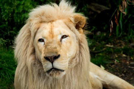 White Lion Kept in Captivity at Zoo