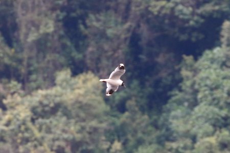 Andean Gull, Chroicocephalus serranus - 260A3038 photo