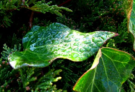 leaf with water drops 1 photo