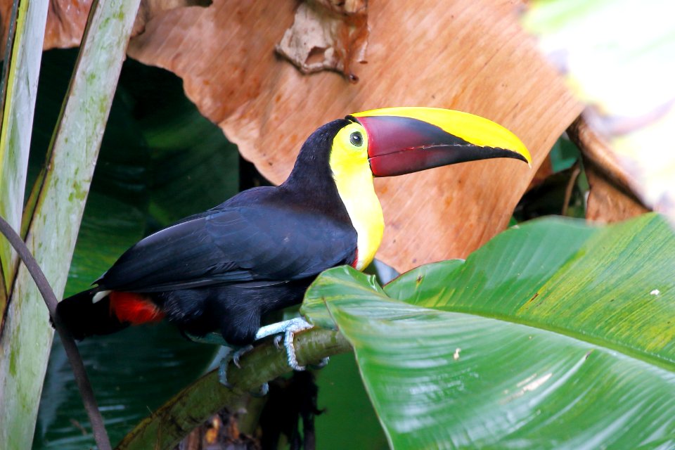 Chestnut- (Black-)mandibled Toucan