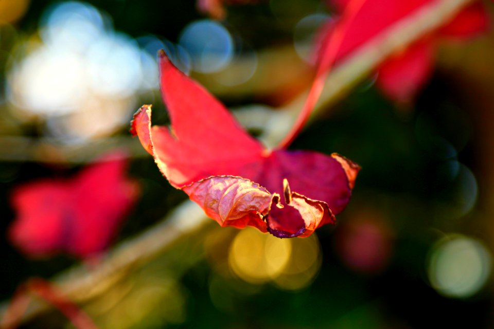 3 D Autumn... Come and feel it