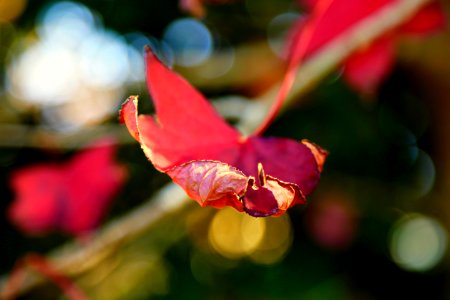 3 D Autumn... Come and feel it