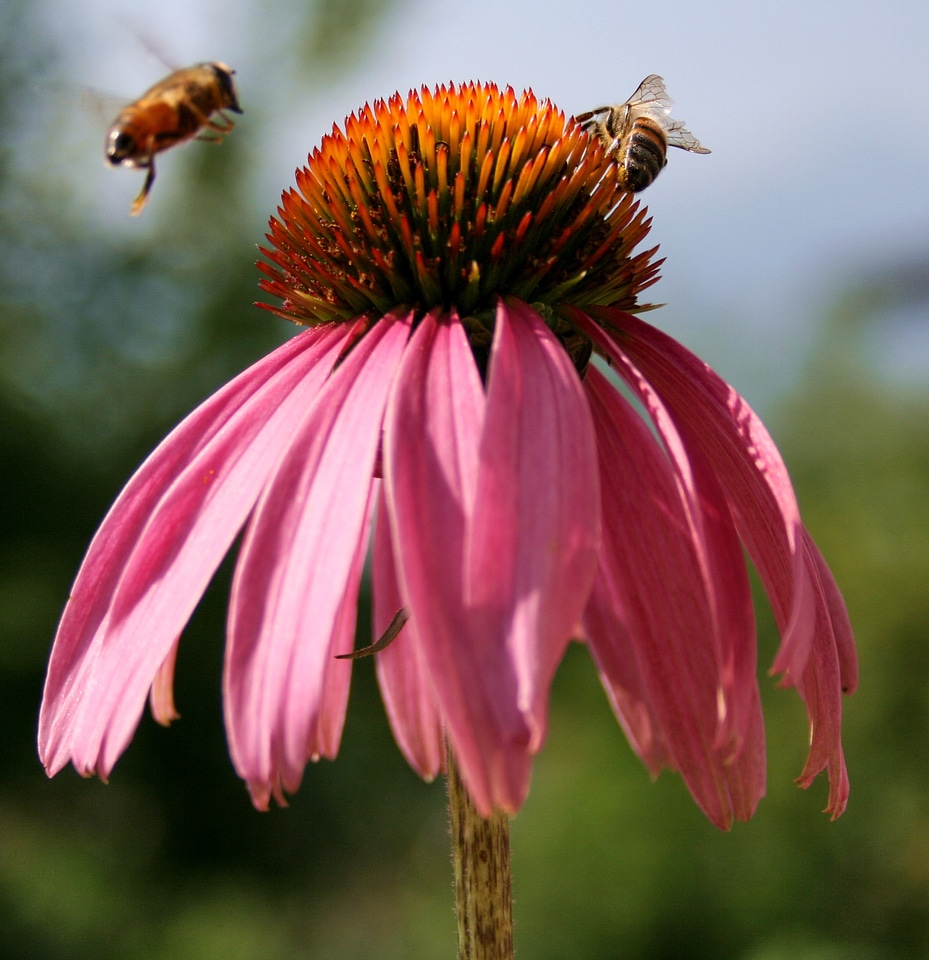 Insect nectar honeybee