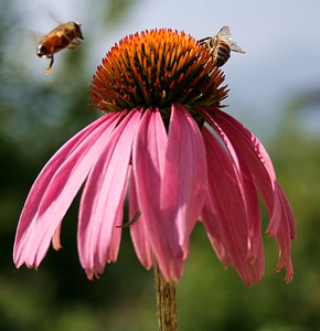 Insect nectar honeybee photo