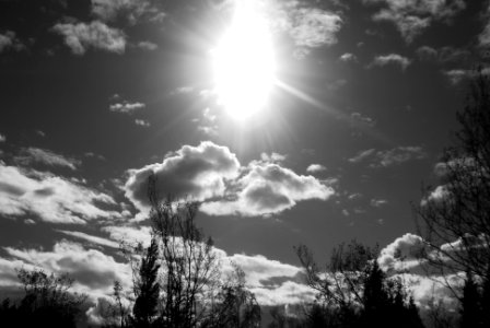 Trees and Clouds photo