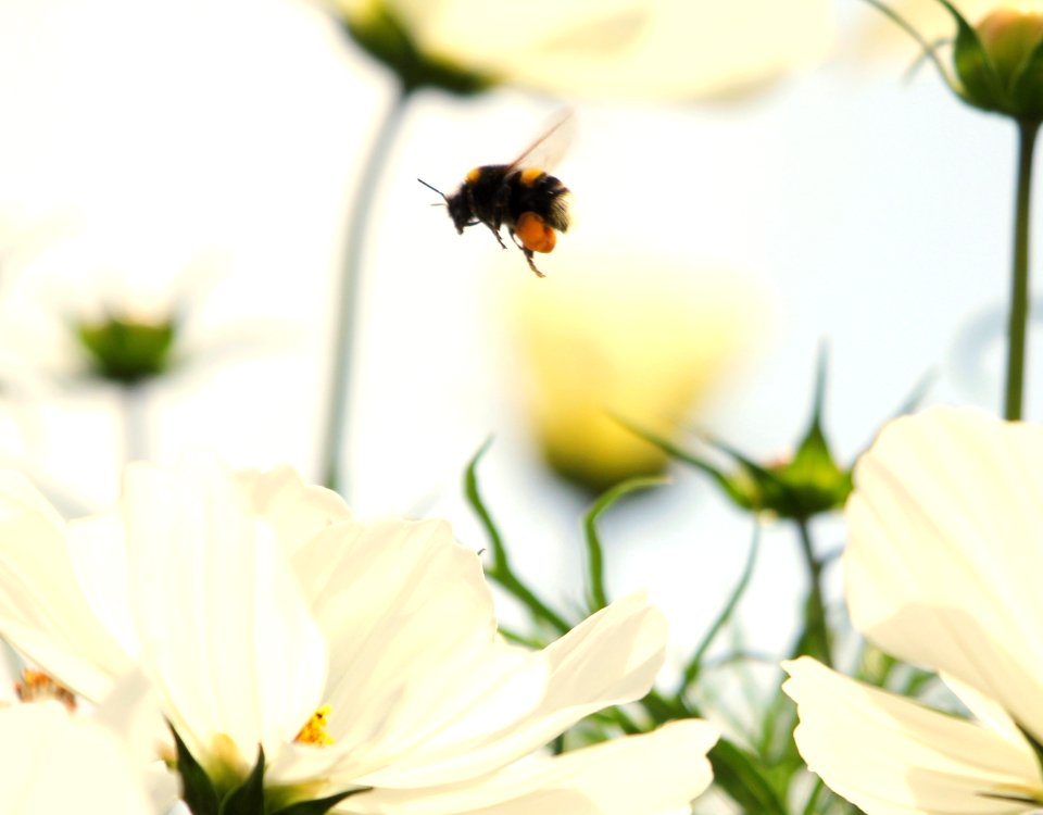 Bumble Bee love