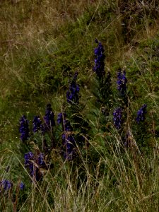 Aconit napel (Aconitum napellus)