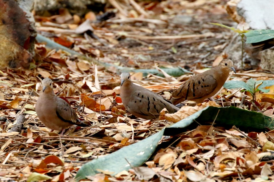 Ecuadorian Ground-Dove, Columbina buckleyi -  260A3793