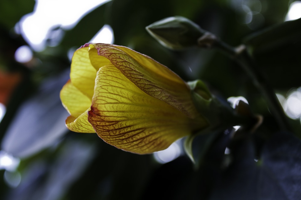 Flora yellow grown up