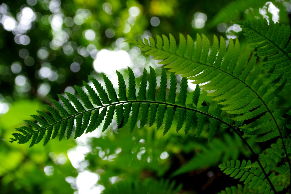 Summer fern leaf