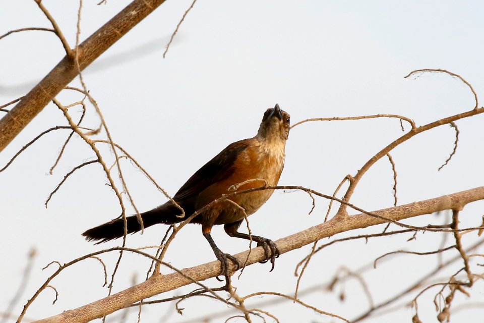 Graet-tailed Grackle (f), Quiscalus mexicanus -  260A3617