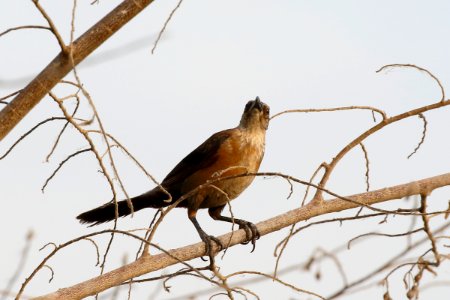 Graet-tailed Grackle (f), Quiscalus mexicanus -  260A3617