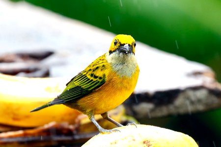 Silver-throated Tanager 260A5004