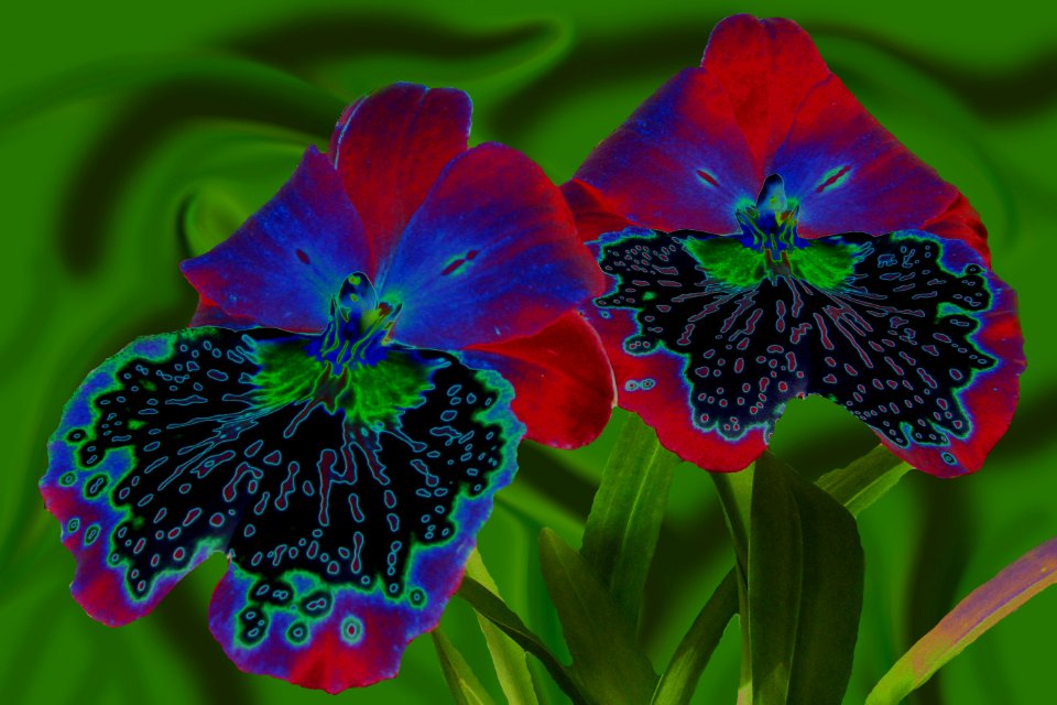 color-solarized orchids