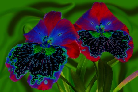 color-solarized orchids photo