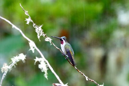 Long-billed Starthroat