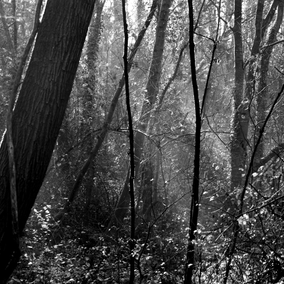 Lightinforest.jpg
