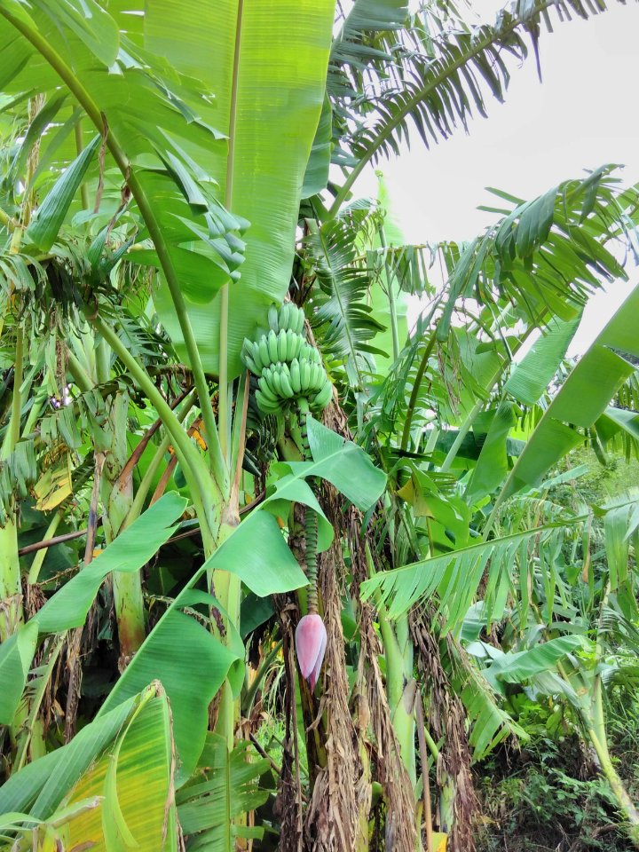 Banane