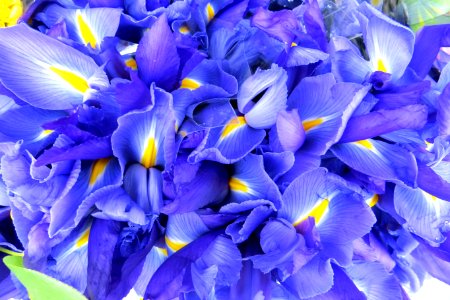 blue Dutch irises photo