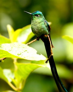 Long-tailed Sylph  (m) (Aglaiocerus kingii) - 260A0235