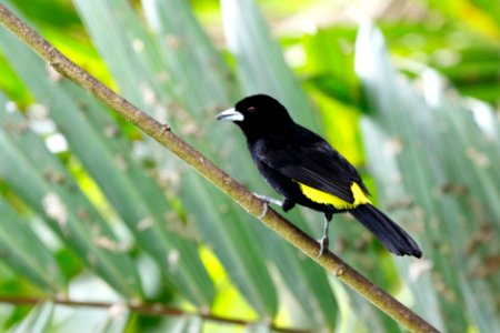 Lemon-rumped Tanager (m) Ramphocelus icteronotus - 260A2488