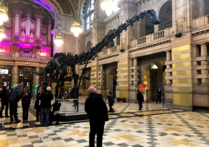 Fossil diplodocus photo