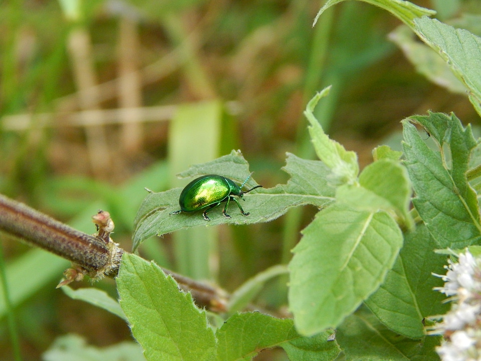 Forest beetle green