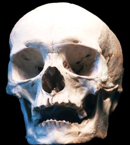 human skull, front view photo