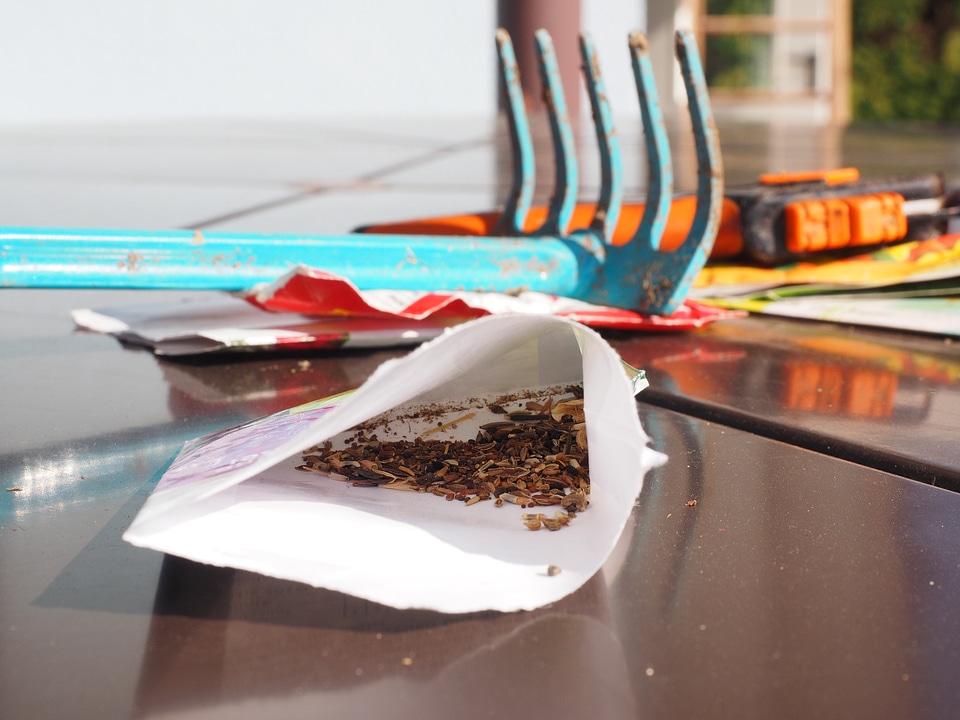 Sow rake flower seeds
