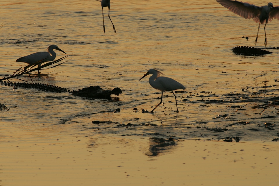 Wildlife reptile water