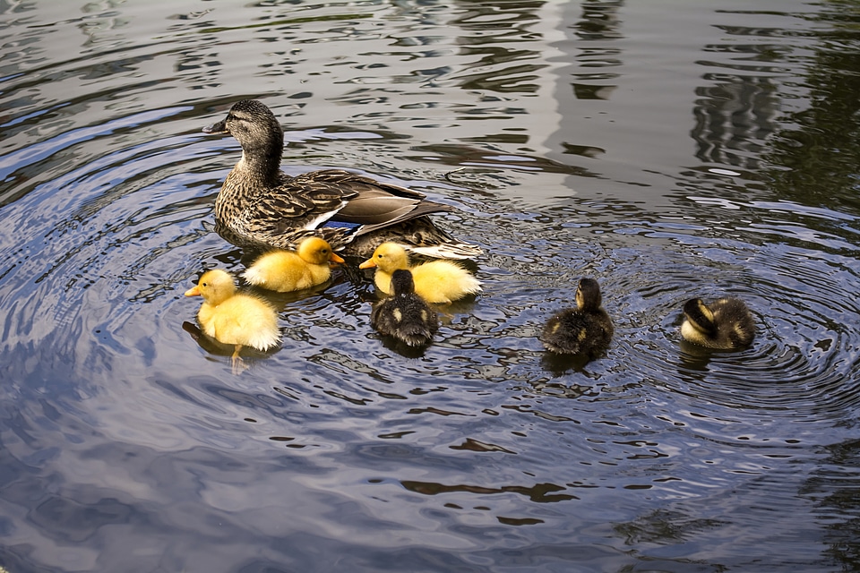 Motherhood water bird