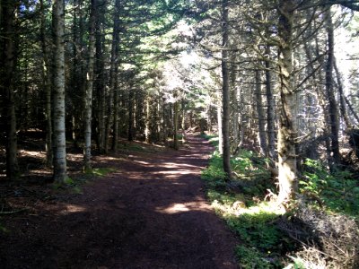 196 - Parc national de l'Île-Bonaventure-et-du-Rocher-Percé : Sentier Chemin-du-Roy
