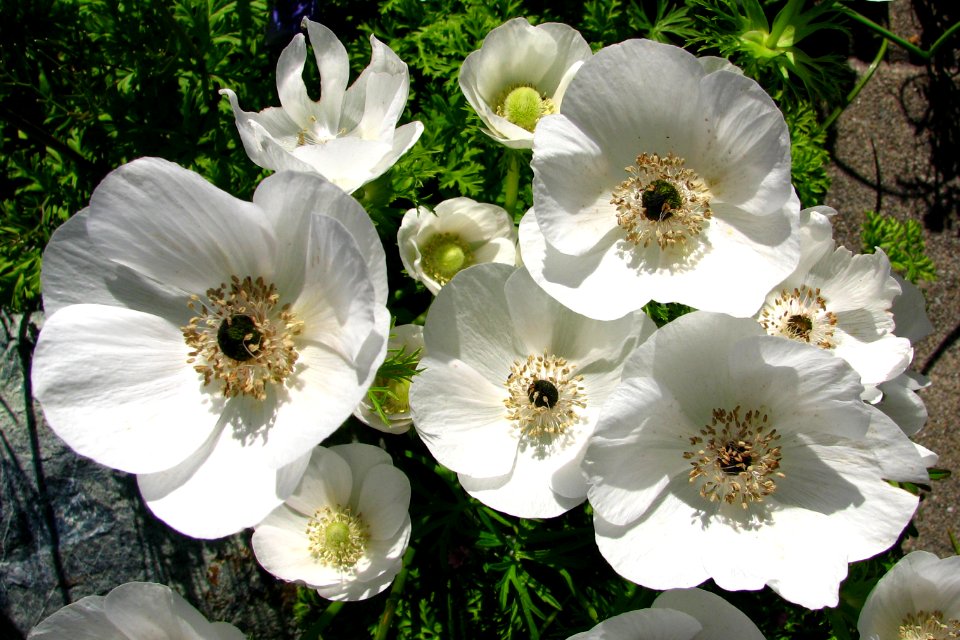 white anemones