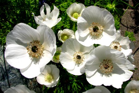 white anemones photo