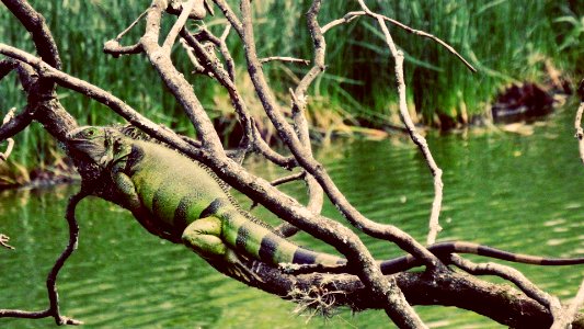 Iguana