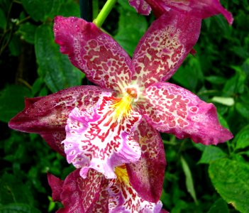 pink-and-white speckled orchid photo