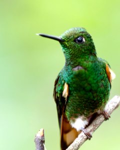 Buff-tailed Coronet (f) (Boissonneaua flavescens) - 260A2886