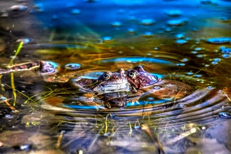 Love in a puddle)