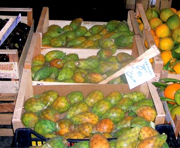 Frutos de Opuntia ficus indica