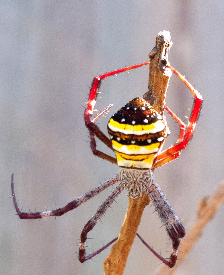 Spider in branch