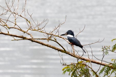 Ringed Kingfisher photo